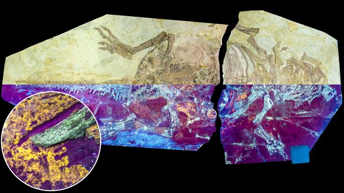 Unveiling a Hidden Stage in Dinosaur Feather Evolution: New Research Findings.