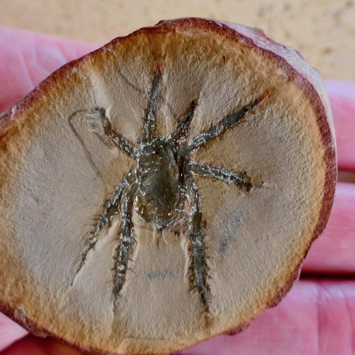 Ancient arachnid from coal forests of America stands out for its spiny legs