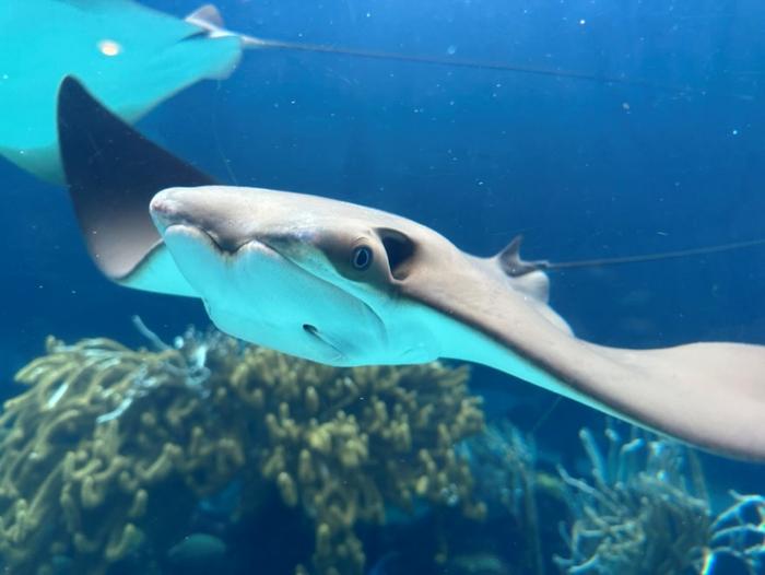 After hundreds of years, study confirms Bermuda now home to cownose rays