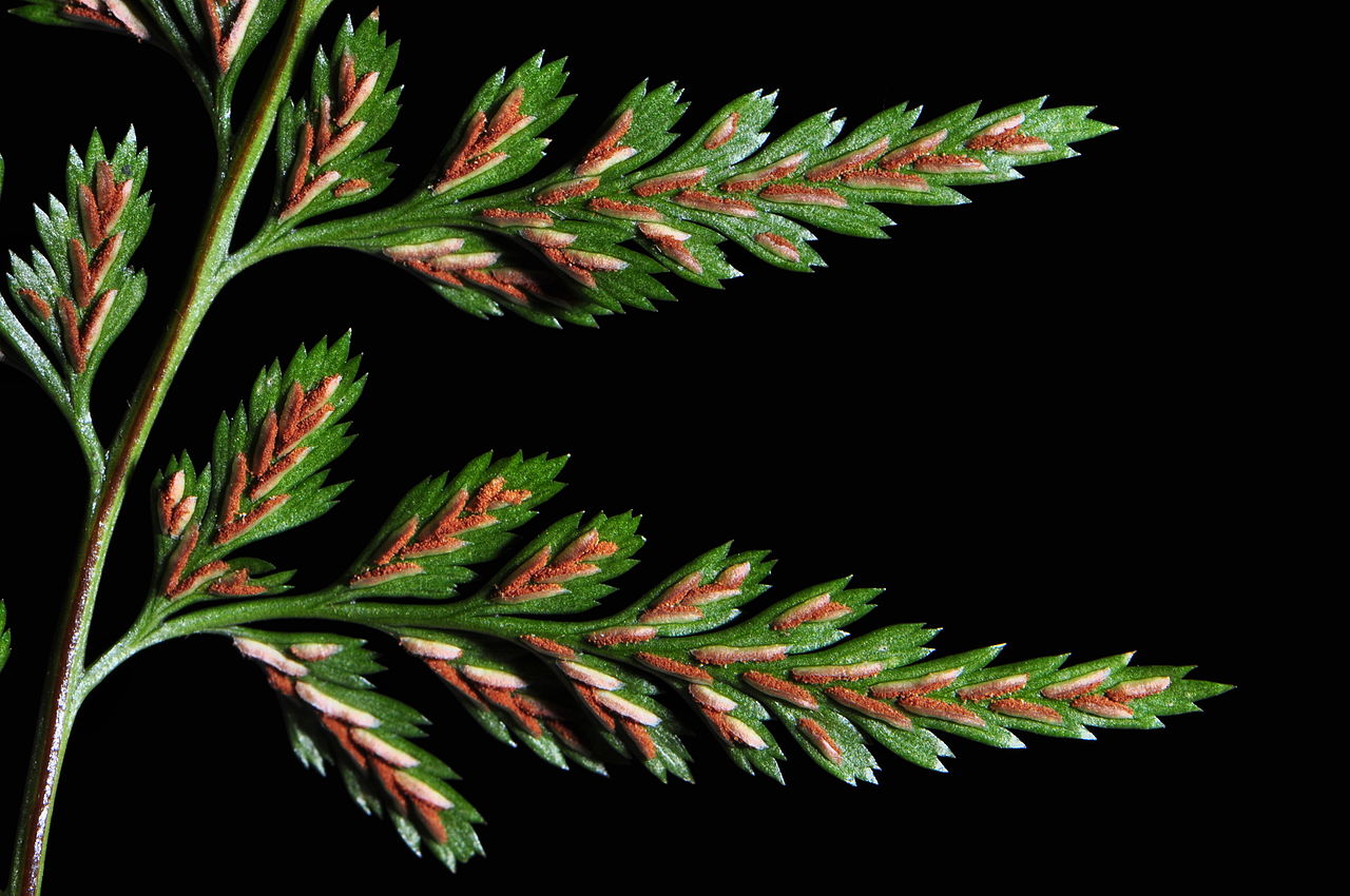 The Big Picture: Nature’s fondness for fractals as seen in the black spleenwort fern