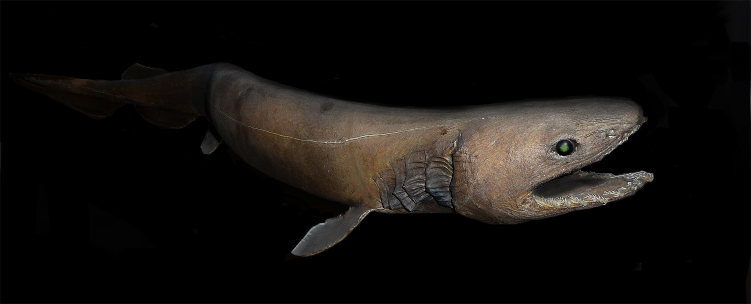 The Big Picture: The frilled shark is a living fossil and pretty much looks like it.