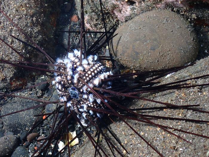 Continuing study: Tel Aviv University researchers identify the pathogen causing sea urchin mass mortalities in the Red Sea; The epidemic has spread to the Indian Ocean possess an eminent threat to coral reefs