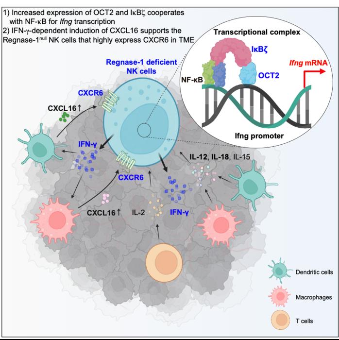 Pulling out the stops: Deletion of regnase-1 promotes anti-tumor activity in NK cells