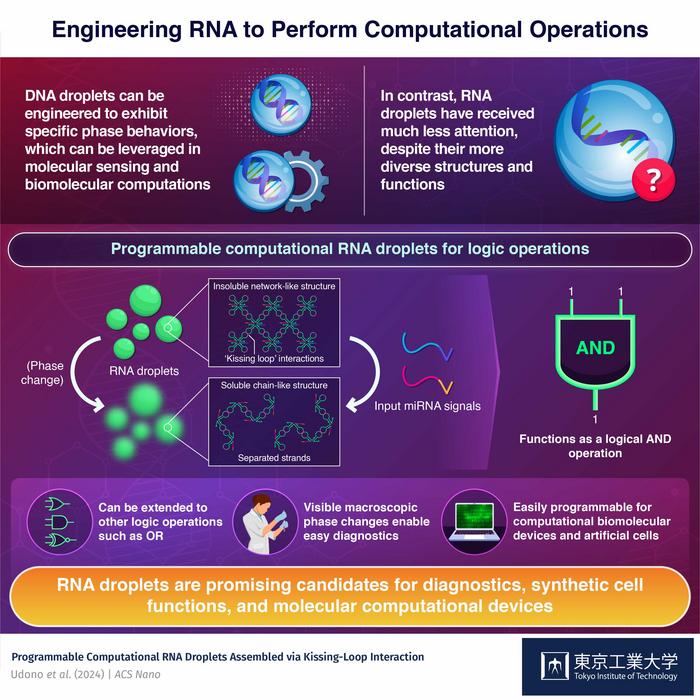 Untapped power: logical operations using RNA droplets