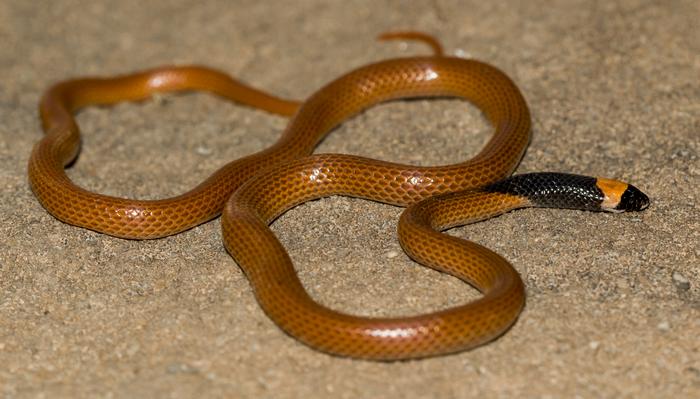 A striking new snake species from the Arabian Peninsula