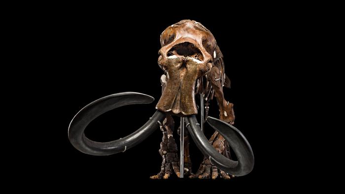 Ancient Collagen Sheds Light on North America’s Mammal Extinction 50K Years Ago