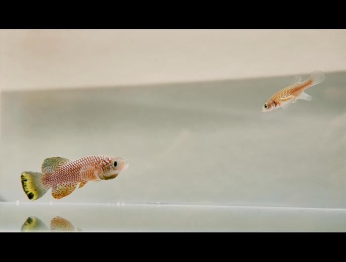 How killifish embryos use suspended animation to survive over 8 months of drought