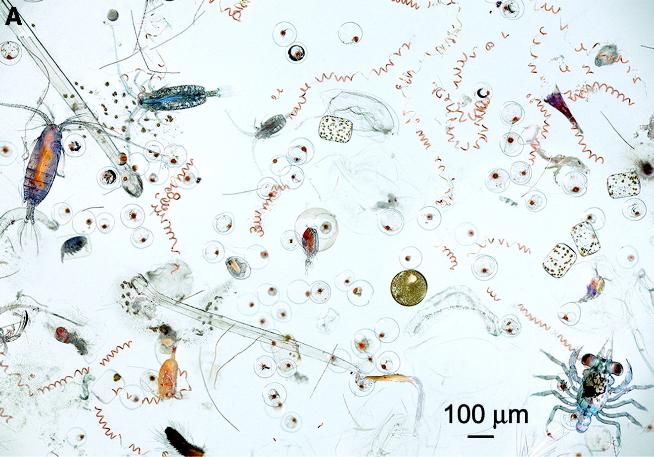 Unveiling the Survival Tactics of Plankton in a Turbulent Environment