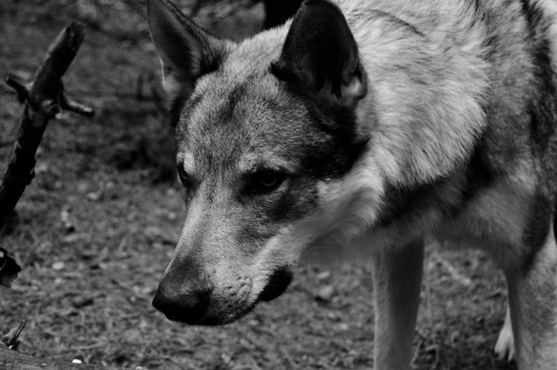 New research illuminates the ecological importance of gray wolves in the American West