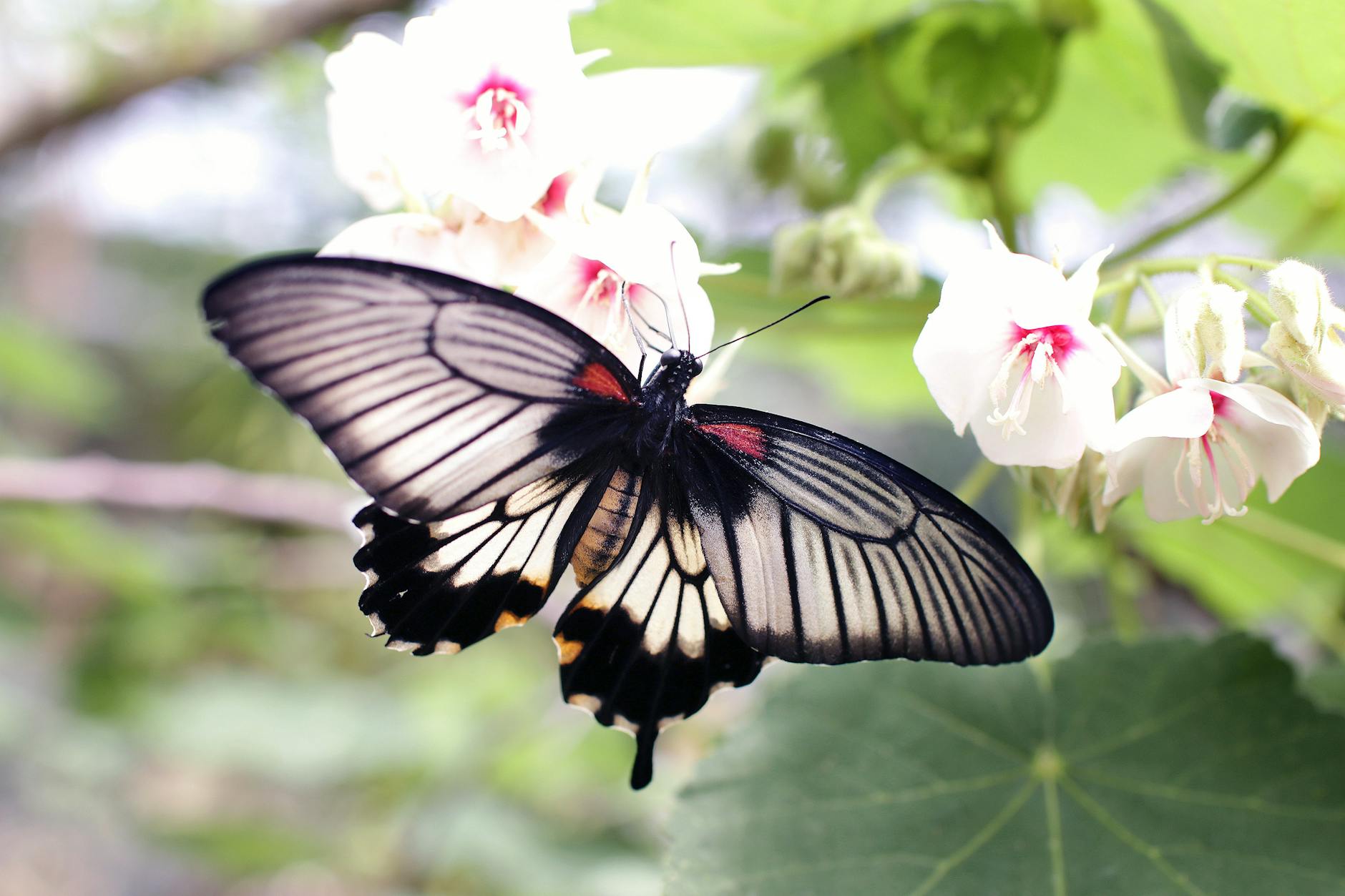 Butterfly Decline in American Midwest Linked to Insecticides