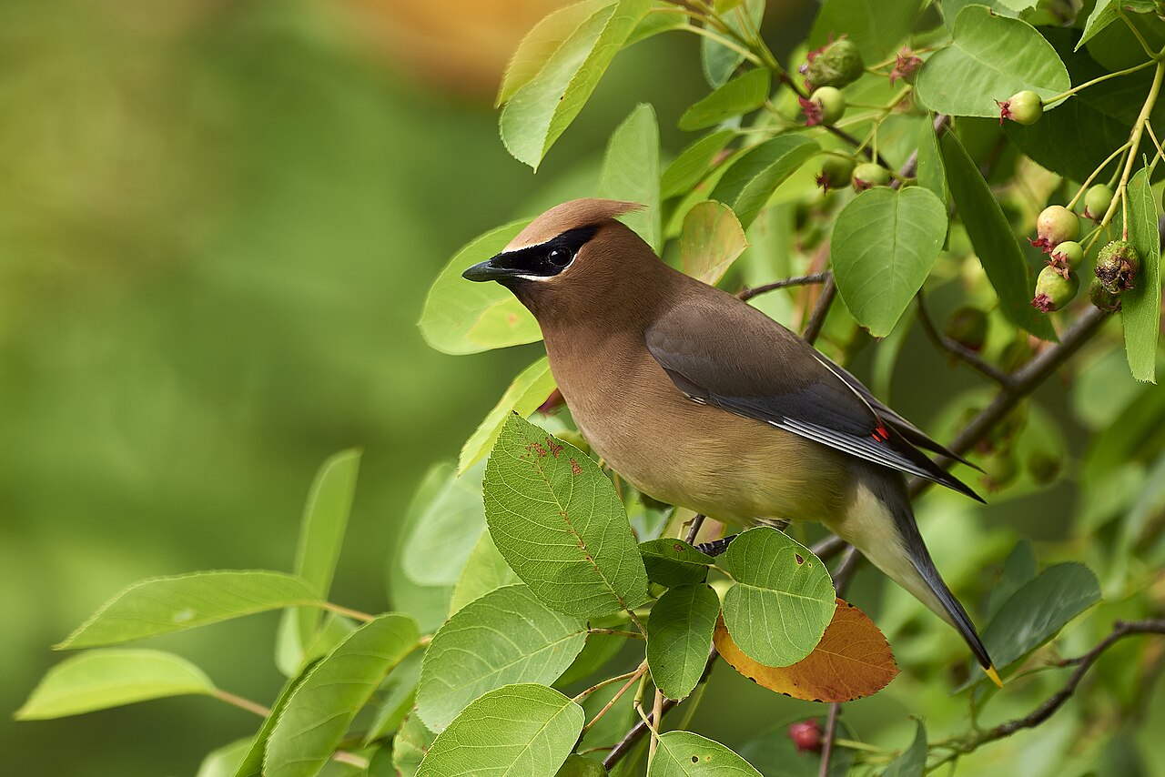 The Big Picture: The cedar waxwing is a fruit-crazed songbird.