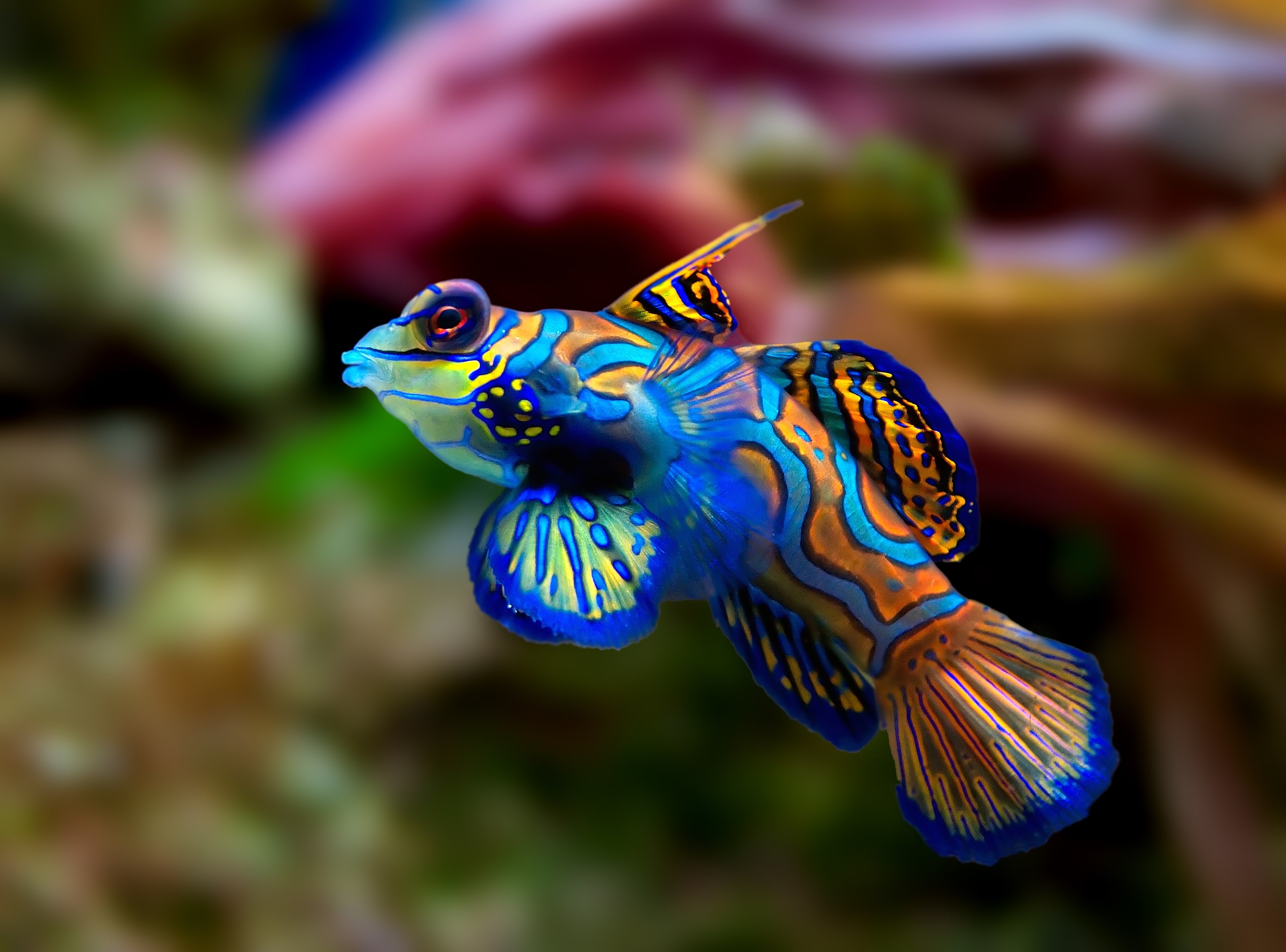 The Big Picture: The extraordinary hues of the mandarin dragonet.