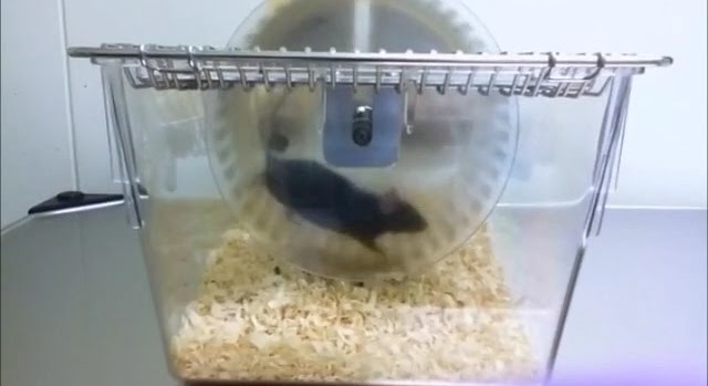 Same workout, different weight loss: Signal molecule versions are key