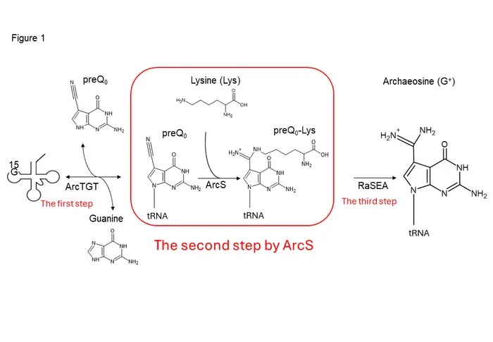 The discovery of a tRNA modification enzyme that also acts on nucleosides