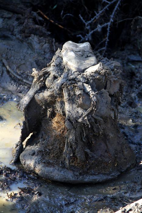 The Big Picture: Wooly mammoth foot preserved in permafrost.