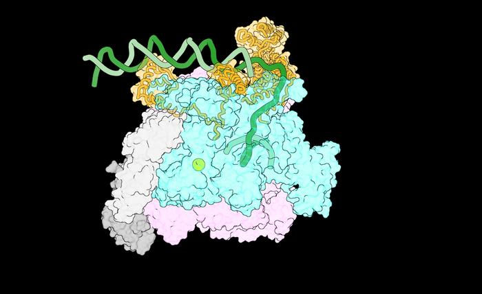 Researchers capture never-before-seen view of gene transcription
