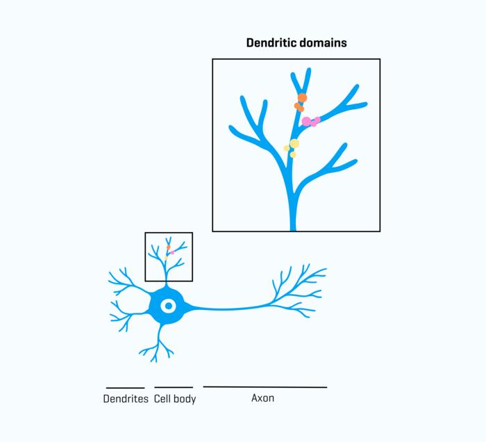 How developing neurons build “mini-computers” for increased computational power