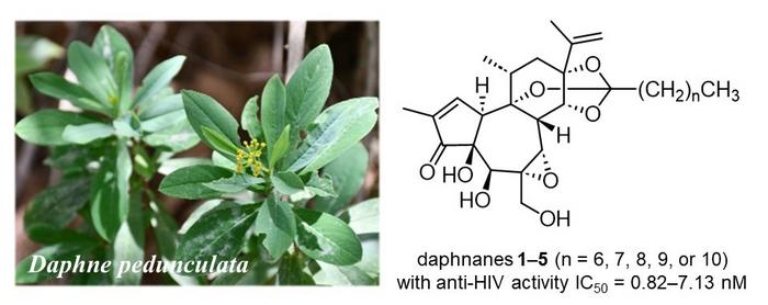 Discovery of daphnane diterpenoids with odd-numbered aliphatic side chains in Daphne pedunculata