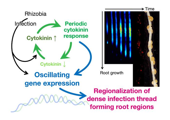 The rhythm led by plants is crucial for symbiosis with nutrient-providing bacteria