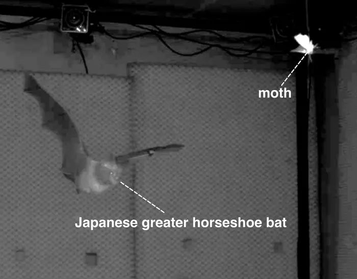 Target tracking strategy in bats: Integration of echolocation and flight tactics
