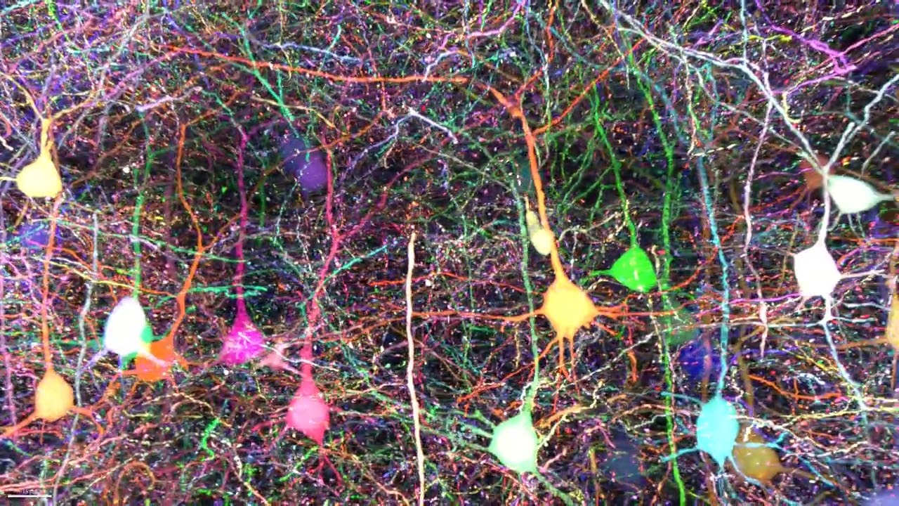 Charting super-colorful brain wiring using an AI’s super-human eye