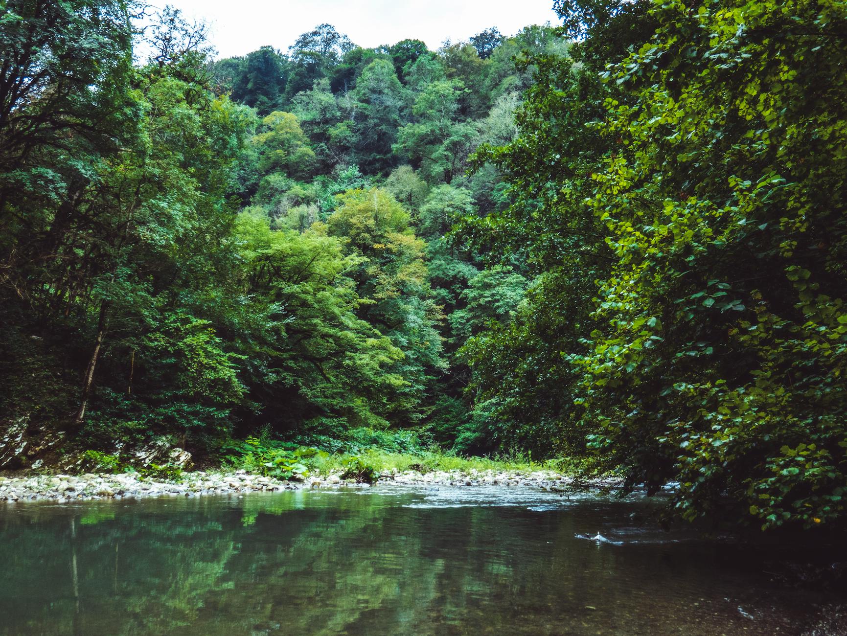 Phytochemical diversity and herbivory are higher in tropical forests: Study