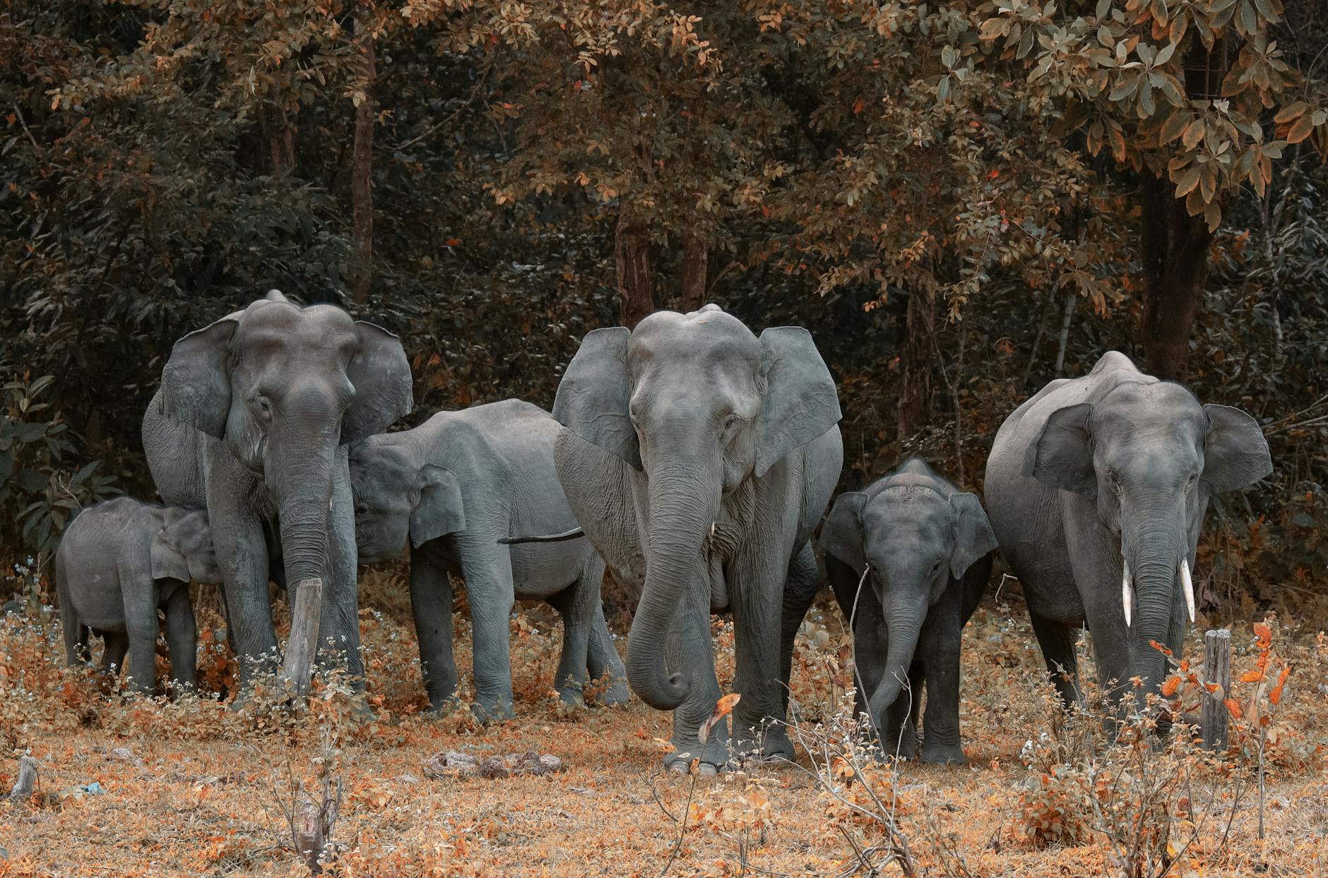 Male elephants have a way of saying “Let’s go” to get everyone moving.