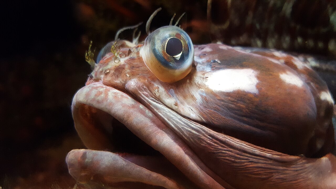 The Big Picture: The Sarcastic Fringehead Is A Fearsome Predator with a Colorful Secret.
