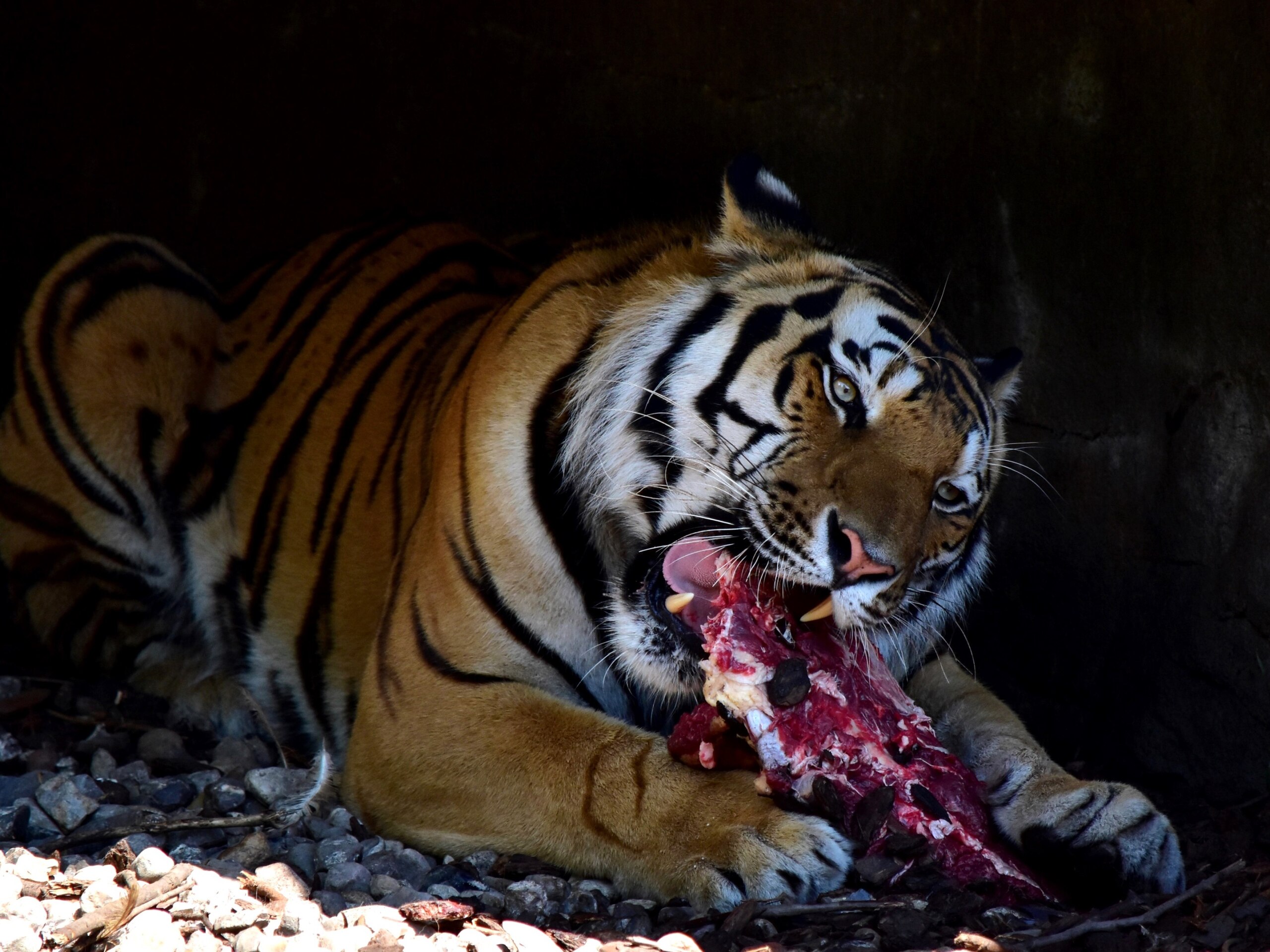 The Big Picture: The Savage Beauty Of Bengal Tigers.