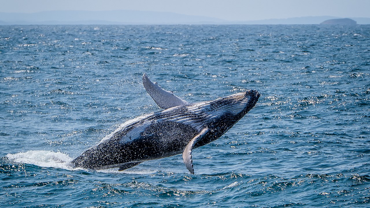 Humpbacks are among animals who manufacture and wield tools