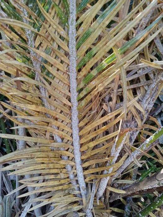 Invasive insect herbivore alters ecosystem services delivered by cycads