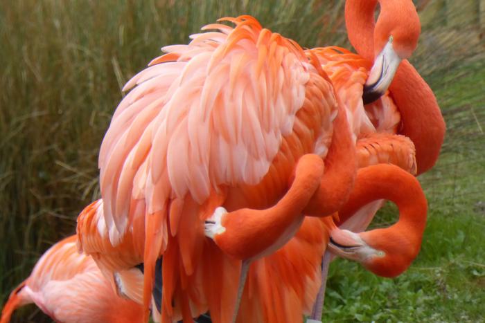 Flamingos don’t preen more than other waterbirds