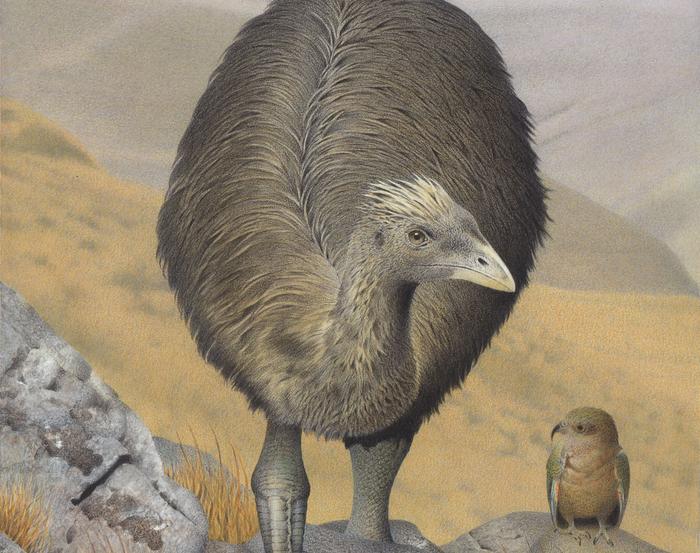 New Zealand’s flightless birds are retreating to moa refuges