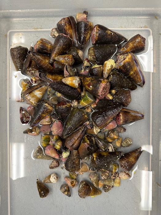Deadly sea snail toxin could be key to making better medicines