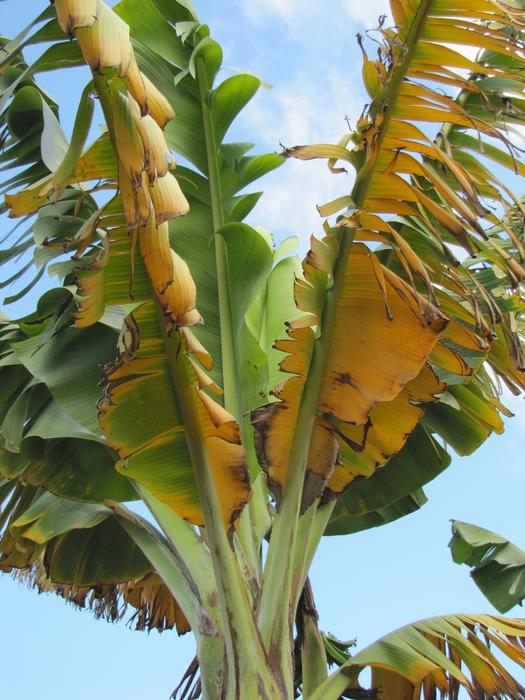 The banana apocalypse is near, but biologists might have found a key to their survival