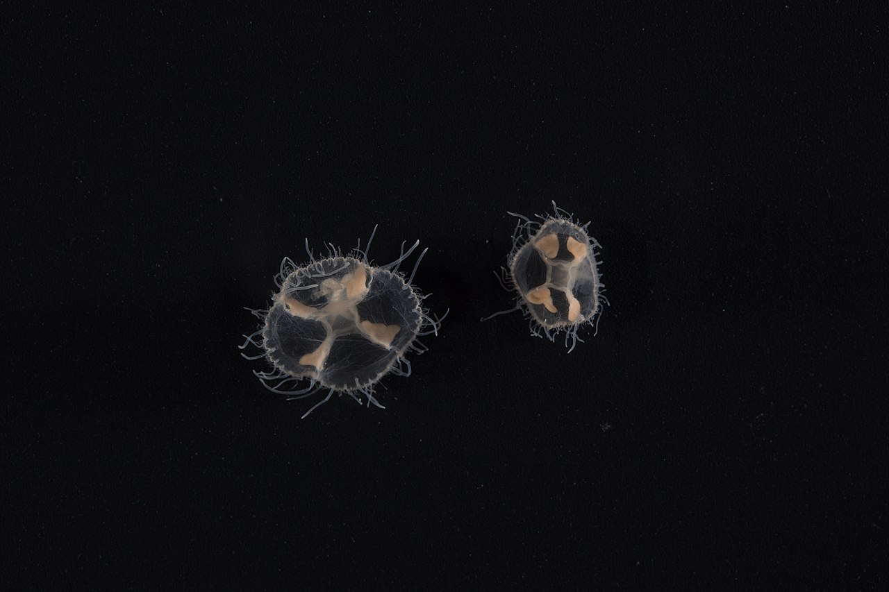 Thousands of jellyfish clones are multiplying in B.C. lakes