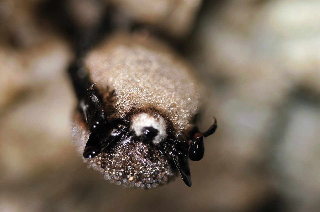 The collapse of bat populations led to more than a thousand infant deaths