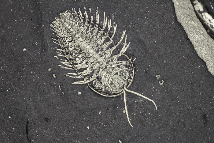 Trilobite fossils from upstate New York reveal “extra” set of legs