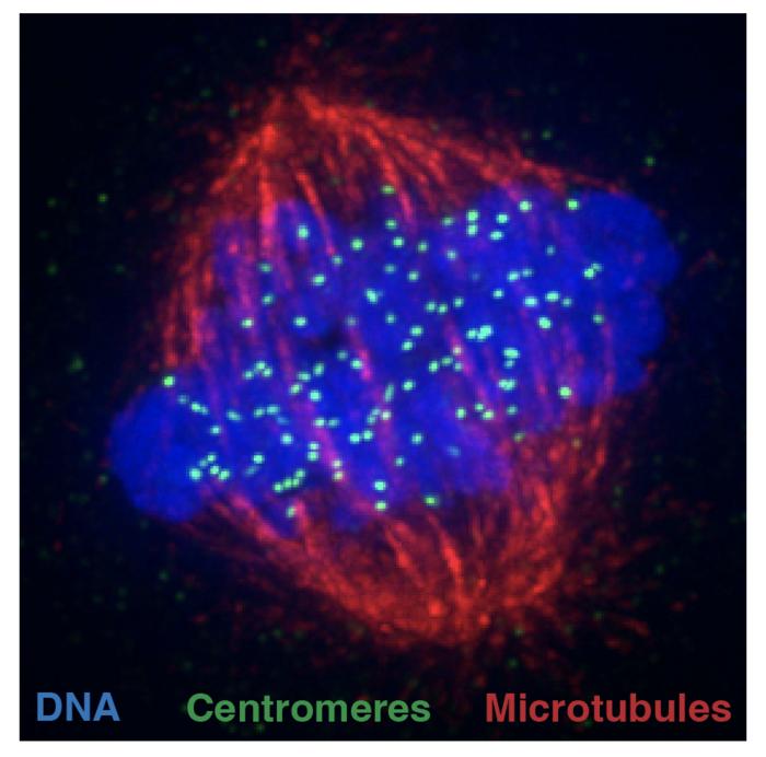 Unravelling the key to the centromere’s eternal life