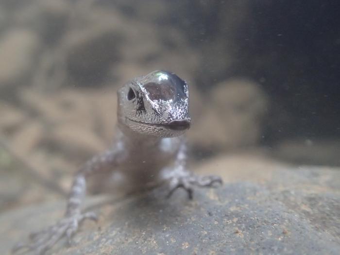 ‘Scuba-diving’ lizards use bubble to breathe underwater and avoid predators