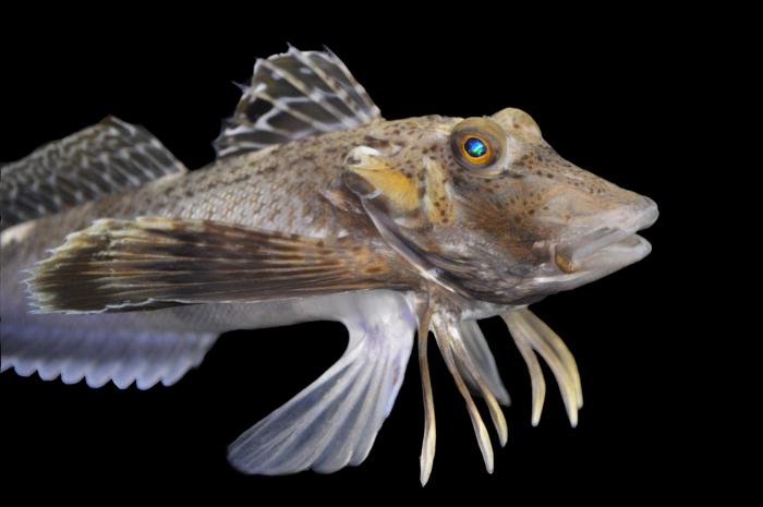 This fish has legs.