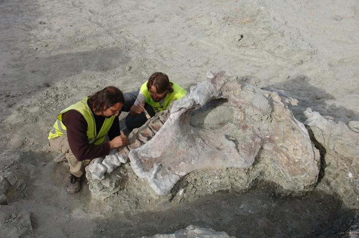 Qunkasaura: New sauropod dinosaur from the Cretaceous discovered in the Iberian Peninsula
