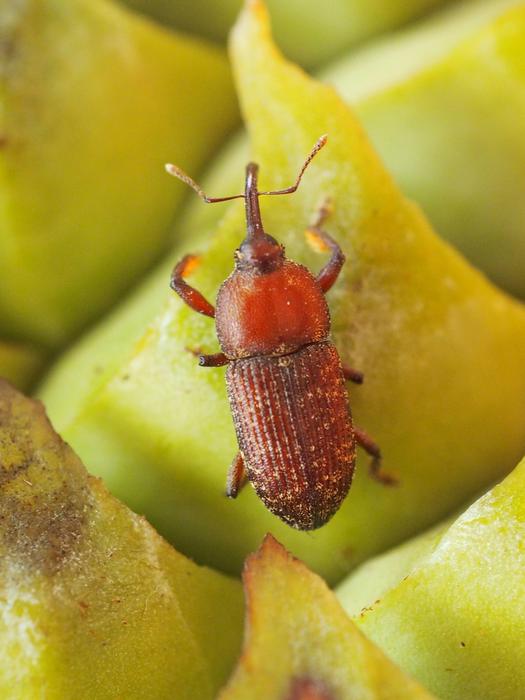 The heat generated by the tissues of some plants has played a crucial role in the evolutionary history of insect pollination