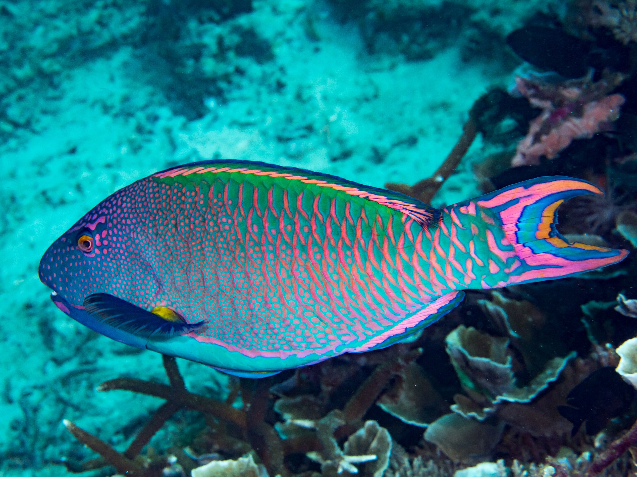 Guardians of the reef: How parrotfish promote coral health