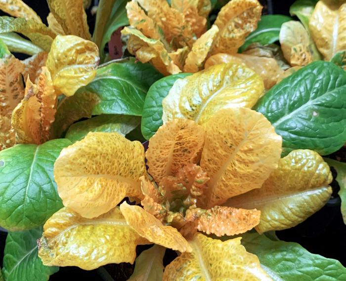 Super golden lettuce richer in vitamin A.