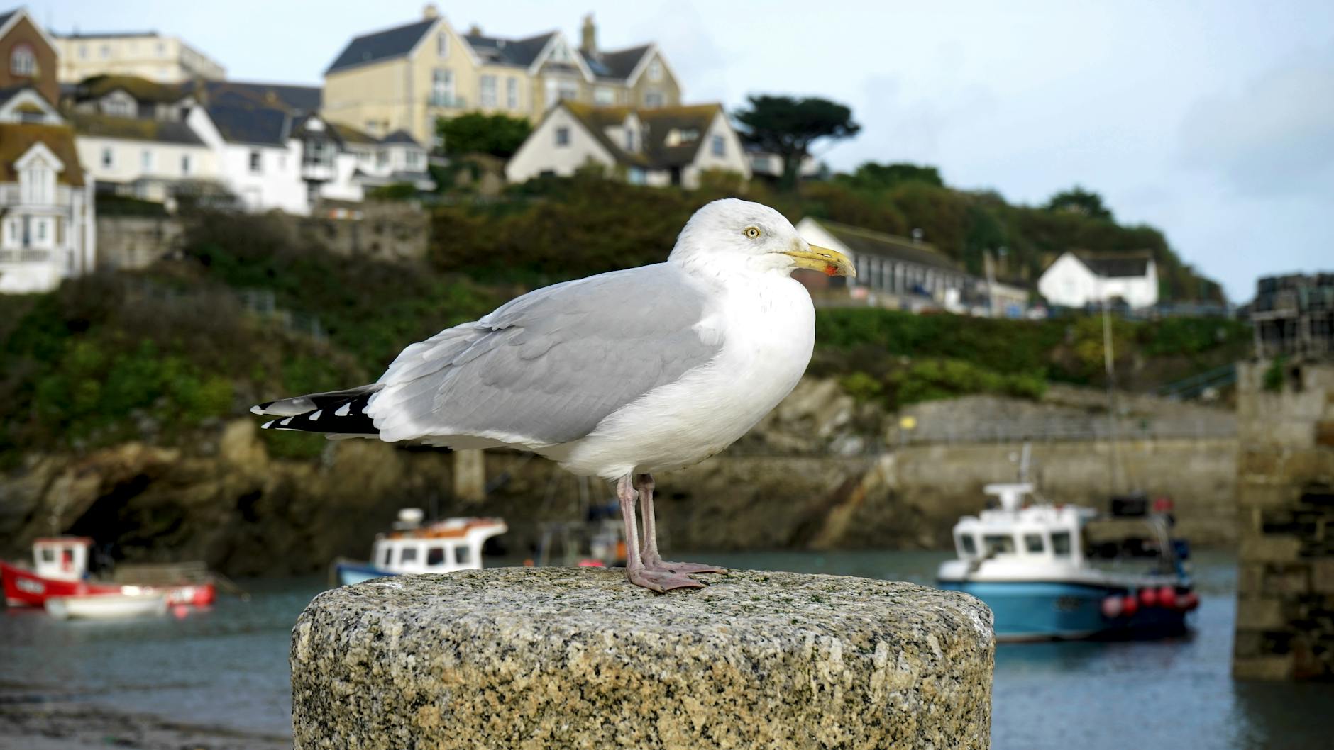 Seagulls raised on an urban meat diet still prefer seafood.