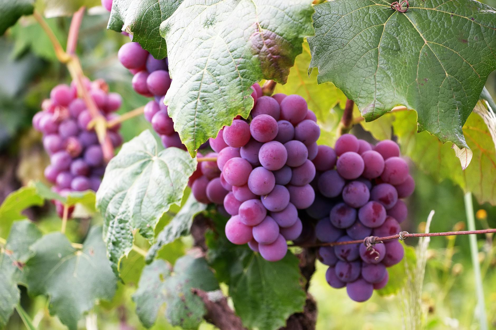 Reconstructing the evolutionary history of the grape family