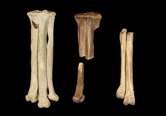 Predatory birds from the same fossil formation as SUE the T. rex