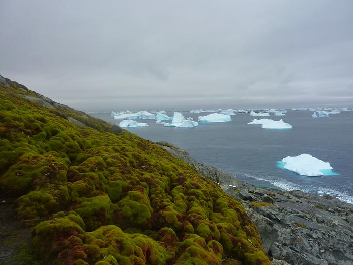 Antarctic ‘greening’ at dramatic rate.