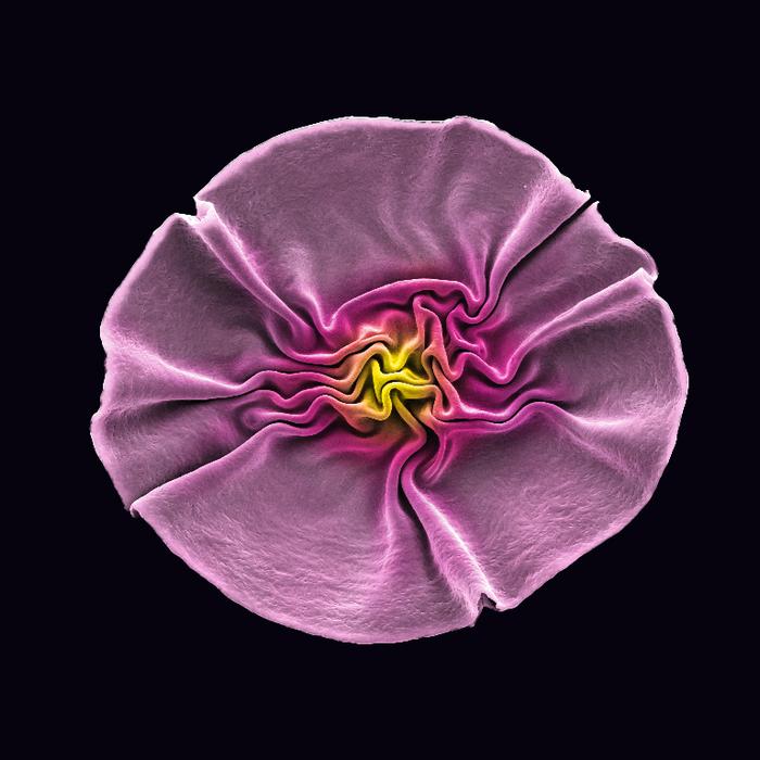 Unexpected beauty, major antimicrobial power boost as phages form into surprising flower shapes